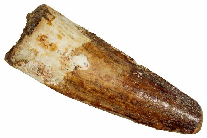 Fossil Spinosaurus Tooth - Real Dinosaur Tooth #356792